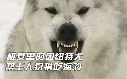 极地求生的因纽特犬，帮主人狩猎海豹，没食物也能撑数周