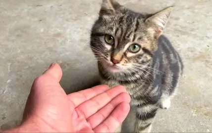 小猫咪当然知道一顿饱和顿顿饱的区别啦