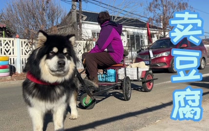 阿拉斯加犬：没有一根鸡大腿是白吃的，都是我辛辛苦苦拉车卖豆腐挣来的！