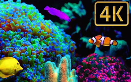 4K 海底世界 珊瑚海洋生物 