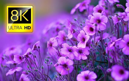 8K ULTRA HD超高清画质享受 那些美丽的花儿