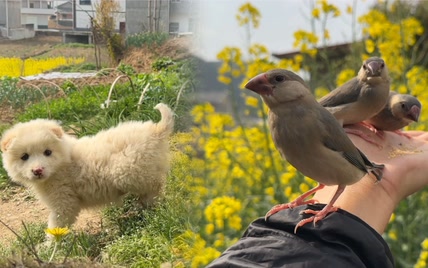 小鸟被风吹得失去平衡，拼尽全力飞向主人