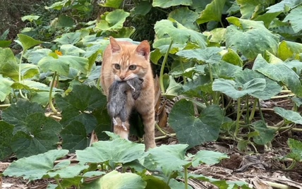 橘猫逮了只半斤重的老鼠