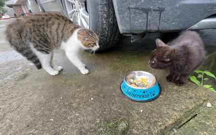 喵喵：敢到我的地盘混饭，猫胆也太肥了