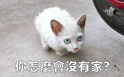 公司车棚来了一隻顏值超高的流浪猫，淡蓝的眼睛宛如星辰大海。