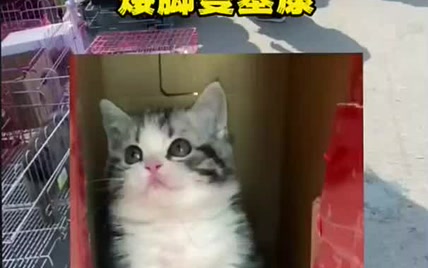 淘只可爱的萌猫