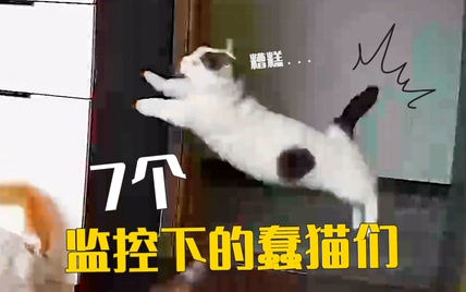 为了不打错猫，我在家里装了7个监控！