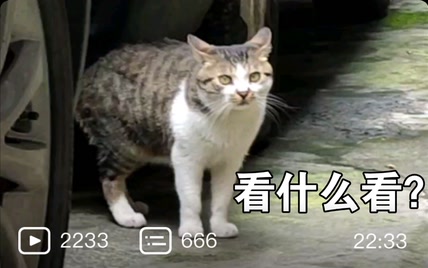 家后院发现猫咪，还以为是流浪猫，没想到是有主人的