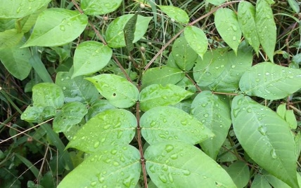 高血压头痛、眼睛疲劳？用这种植物，女人越吃越漂亮，血压更健康