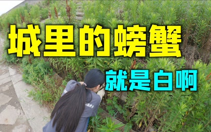 赶海抓螃蟹：悄悄地进村，打枪的不要