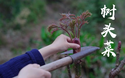 山野菜之王——树头菜