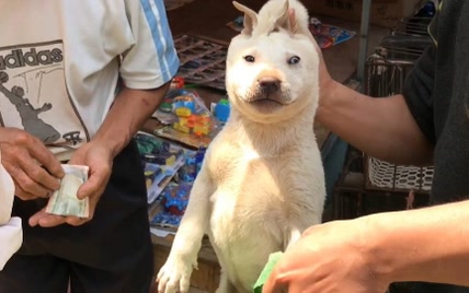 地摊上100块的广西土猎狗，居然会抓老鼠，为什么会这么便宜？