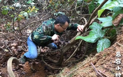 深山寻找野生鸡血藤，能治女人很多病，都来看看它长的怎么样的