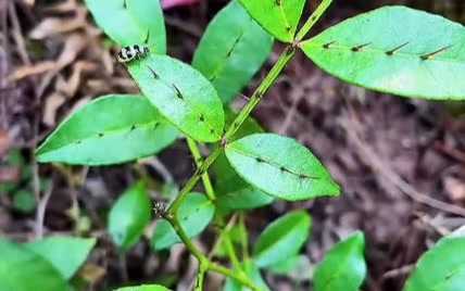 两面针牙膏经常用，这个却是第一次见[憧憬][憧憬]