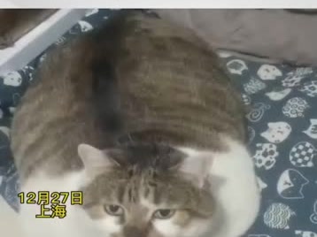 猫咪偷吃狗粮被主人抓包，主人带狗子向猫控诉